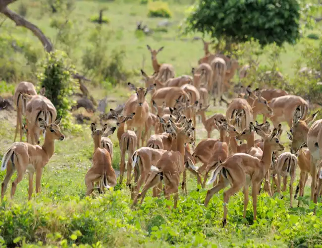 Mudumu National Park